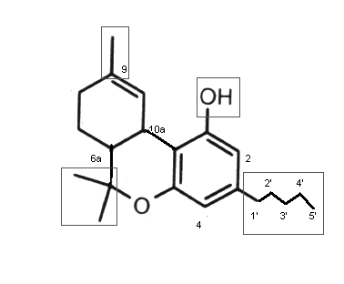 THC-Pharmakophoren