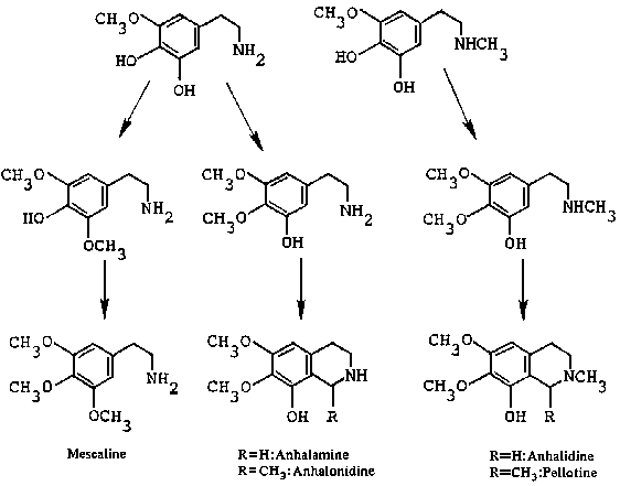 Biosynthese