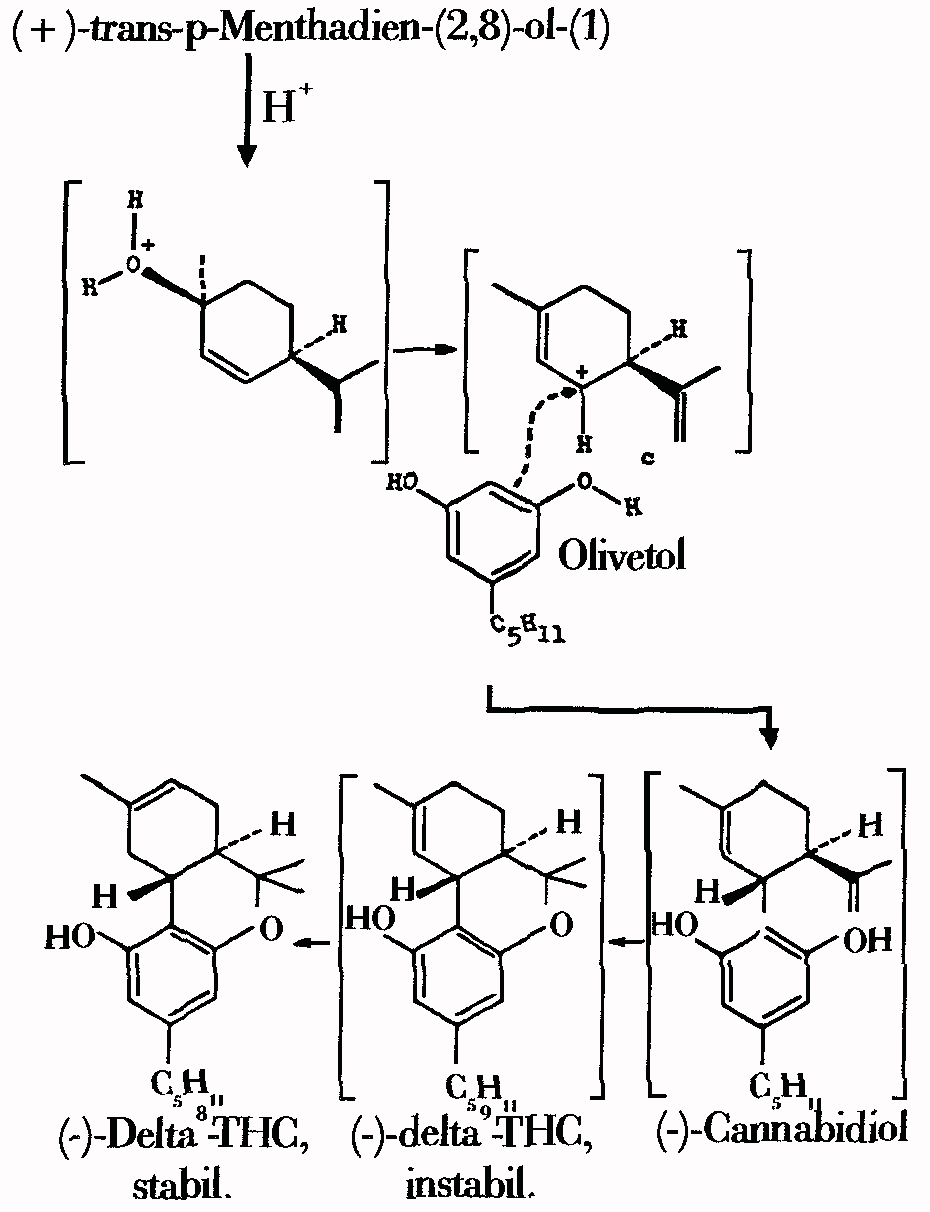 Reaktionsmechanismus
