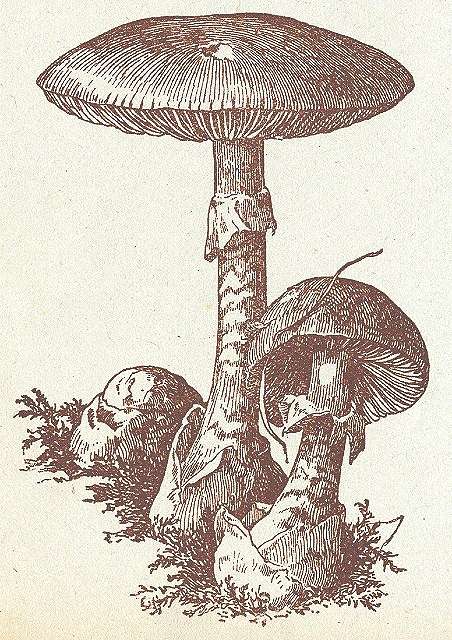 Pflanzenbild