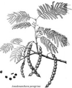 Pflanzenbild
